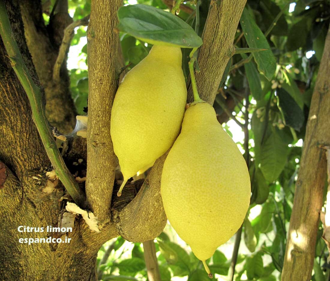  لیمو ترش سنگی 